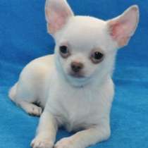 Чихуахуа. Тип " кобби ", в г.Миттенвальд