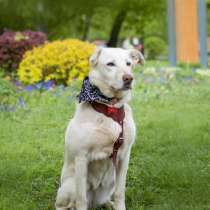 Луна ищет дом и хозяина, в добрые руки собака, в Москве