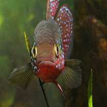 Хромисы красавцы, в Москве