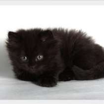 Распродажа элитных котят, в Москве