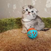 Санта окрас серебристый табби, в Санкт-Петербурге