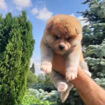 Супер щенок акита-ину. (доставка), в г.Гомель