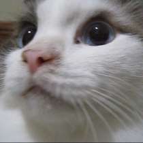 Кот породы Рэгдоллы, в г.Усть-Каменогорск