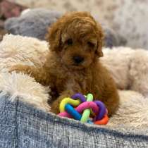 Щеночки Той Пуделя, в Владимире