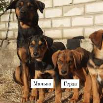 Метис-охранник девочка 3 мес(доберман, овчарка),дрессированн, в г.Харьков