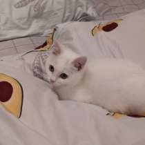 Отдам котенка, в г.Макеевка