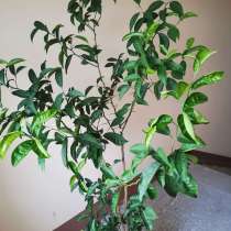 Мандарин, в Тольятти