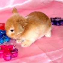 Карликовые кролики, в Москве