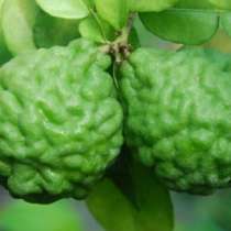 Кафрский лайм, в Москве