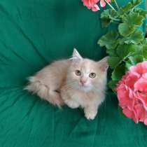 Шотландский котик, в Симферополе