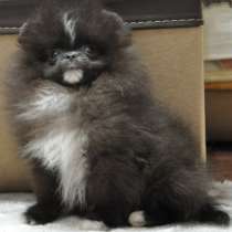 Померанский шпиц. Мини, в г.Alheim