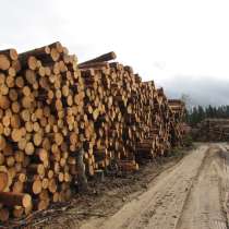 Лес круглый, в Красноярске