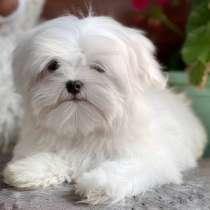 Мальтезе. Мини, в г.Abenberg