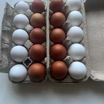 Домашние куриные яйца, в Новомосковске