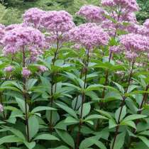 Посконник пурпурный. Семена с доставкой по России, в Томске