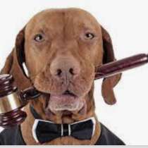 Споры с ветеринарными клиниками в любом городе РФ, в Санкт-Петербурге