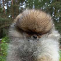 Померанский мини мальчик, в Обнинске