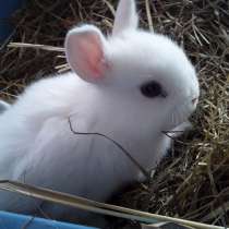 Карликовые крольчата домашние ручные малыши. звоните, в Дзержинске