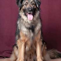 Идеальный семейный пес Леон в добрые руки, в Москве