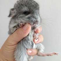 Chinchilla Babys, в г.Фульда