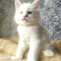 Мейн-куны, в Екатеринбурге