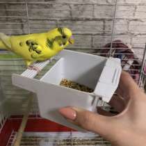 Волнистые попугаи, в Балашихе