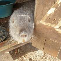 Продаются на племя 2 самца нутрии (серебро), в Армавире