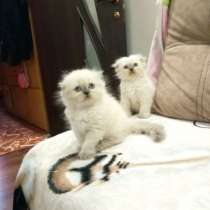 Продаются чистокровные шотландские котята, Scottish fold, в г.Кишинёв