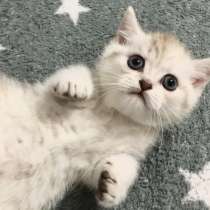 Котята, в г.Солигорск