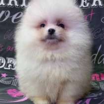 Щеночки померанского шпица, в Дзержинске