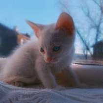 Котята в добрые руки, в Улан-Удэ