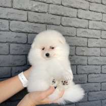 Шпиц ищет семью, в г.Берлин