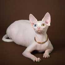 Эльф, бамбино, Двэльф, канадский сфинкс, разноглазые!, в Санкт-Петербурге