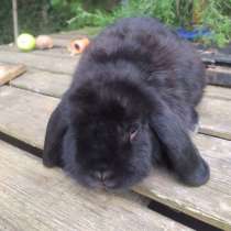 Кролик декоративный, в Симферополе