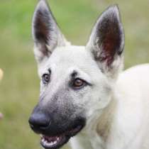 Щенок, в Чите