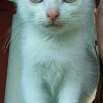 Котенок в добрые руки, в Владимире
