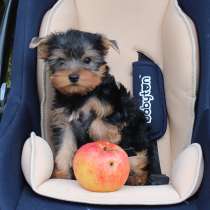 Мальчик. Документы РКФ, клеймо, вет. паспорт и метрика есть, в Солнечногорске