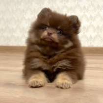 Pomeranian spitz. Choco tan, в г.Гамбург