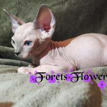 Канадский сфинкс, в г.Берлин