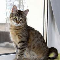 Карманный плюшевый тигропард Таша в добрые руки, в Москве