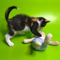 Малышка Киви,чудесный трехцветный котенок ищет доброе сердце, в Москве