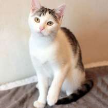 Нежная и уютная домашняя кошечка-подросток Чика в дар, в Москве