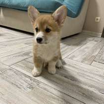 Щеночки корги, в Москве