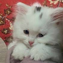Шотландский белый прямоухий котёнок/Scottish Straight white, в г.Ереван