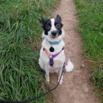 Маленькая домашняя собачка ищет дом, в Санкт-Петербурге