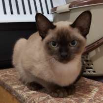 Бурма Европейская, котята, в г.Хальмстад