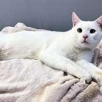 Белоснежный ангелочек, молодой котик Антон ищет дом, в Москве