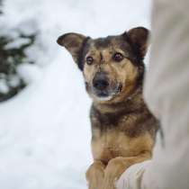 Безупречный маленький пес, в Санкт-Петербурге