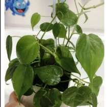 Филодендрон вьющий +другой цветок в подарок, в Краснодаре