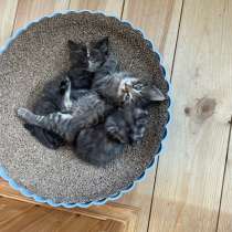 Котята в добрые руки!, в Нижнем Новгороде